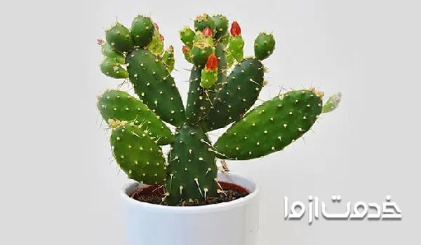 کاکتوس اپونتیا یا زبان مادرشوهر